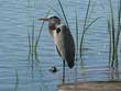 Great Blue Heron Small