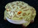 Toad Frog